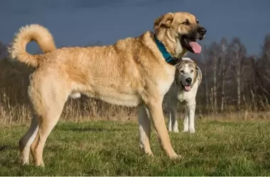 Descubriendo el enigma de la longevidad canina: Genes saltarines y la vida de los perros grandes