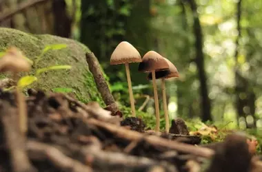 Innovación en Reforestación: El Impacto Vital de los Hongos Micorrícicos