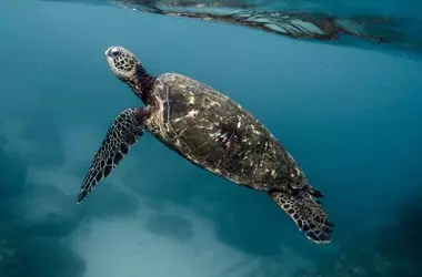 Greenpeace Propone 17 Santuarios Marinos en el Atlántico para la Protección de Ballenas y Tortugas