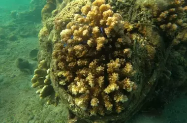 El Calentamiento Global Amenaza a Casi la Mitad de los Corales Formadores de Arrecifes