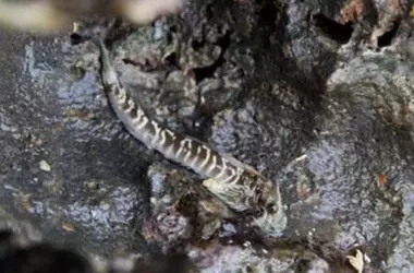 Microorganismos cutáneos: Clave en la adaptación de peces terrestres