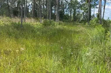 Preservación Eterna: El Legado de la Familia Padgett en Florida