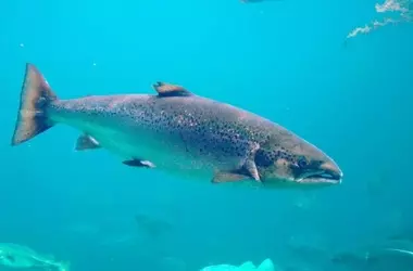 Asturias Suspende la Pesca del Salmón y la Subasta del Campanu en 2027