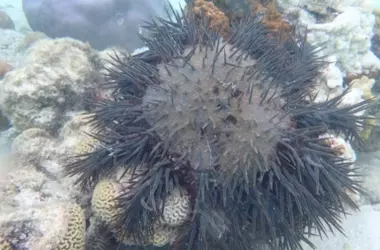 Estrellas de Mar Corona de Espinas: ¿Amenaza o Aliada de los Corales en la Gran Barrera?