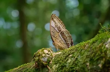 La COP17 de Biodiversidad: Urgencia de Fondos y Compromisos ante el Retraso de Metas 2030