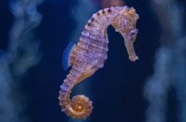El Caballito de Mar de Morro Largo, Símbolo del Mar Menor, se Declara Especie Vulnerable