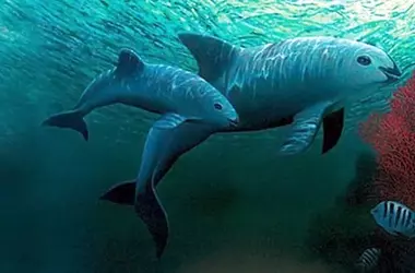 La Vaquita Marina: Un Examen Crucial en CITES