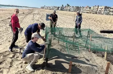 Primeros Nidos de Tortugas Golfinas en la Costa de California: Un Fenómeno Inesperado