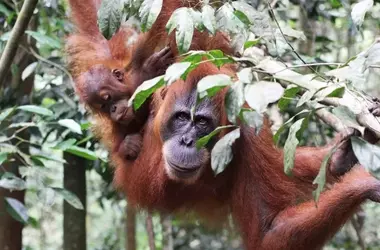 Deforestación en Leuser: La Crisis Ambiental en el Ecosistema Respaldo por DiCaprio