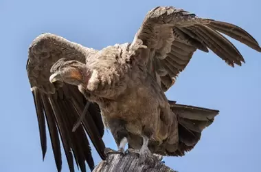 La eficiencia del vuelo: ¿Por qué el cóndor gasta menos energía que un cisne al nadar?