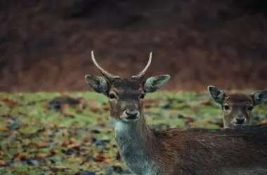 La conservación de la biodiversidad: un llamado urgente a la acción política y financiera