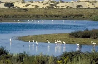 Nace Infodoñana: Una Plataforma Innovadora para la Defensa de Doñana a Través de la Ciencia y el Cine Documental