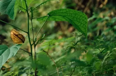COP17 de Biodiversidad: Urge la Acción ante el Lento Avance de las Metas Nacionales