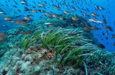 Ampliación histórica: La Reserva Marina des Freus y la Serra de Tramuntana se expanden para proteger el patrimonio balear