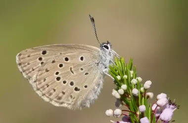 España Refuerza la Protección de Insectos Polinizadores Ante su Alarma Estado