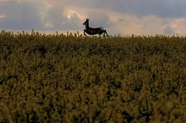 La Paradoja de la Fauna Rural: Grandes Mamíferos Regresan Mientras Aves e Insectos Desaparecen