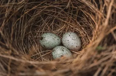 Desarticulada Red de Tráfico Ilegal de Huevos de Aves Silvestres en Gran Canaria