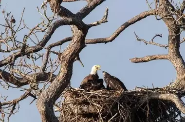 Éxito de la Conservación: El Regreso del Águila Calva al Centro Espacial Kennedy