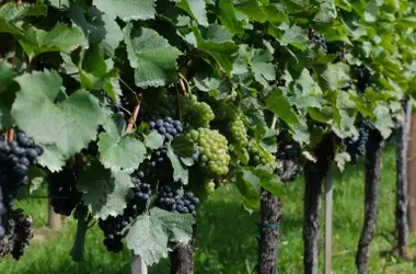 Innovación Sostenible: La Poda de Vid se Transforma en Componentes para Maquinaria Agrícola