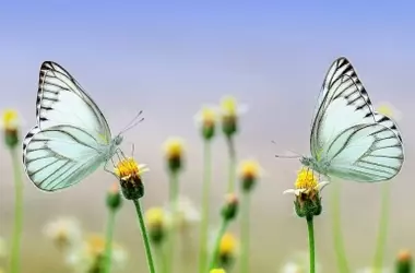 España refuerza la protección de polinizadores vitales: siete especies, incluidas cuatro en peligro de extinción