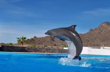 Preocupación por la muerte de cetáceos tras traslados entre delfinarios: FAADA exige revisión de prácticas