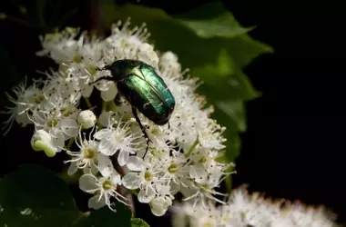 Recuperación de Grandes Especies vs. Declive de la Pequeña Fauna: Una Paradoja de la Biodiversidad
