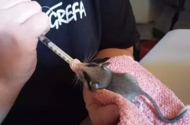 Foro Ibérico de Recuperación de Fauna: Impulsando la Conservación y la Salud Pública