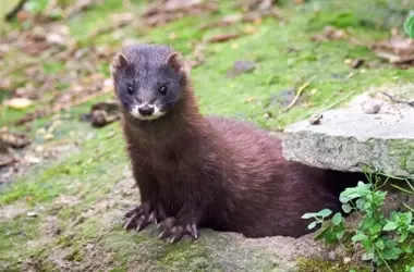 Esfuerzos de Conservación para Salvar al Visón Europeo de la Extinción en España