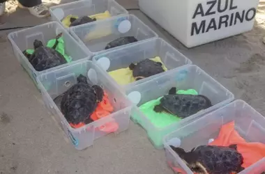 Siete Tortugas Bobas Liberadas en Benidorm Tras Programa de Crianza