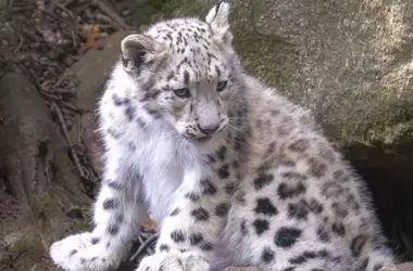 El D￭a Internacional del Leopardo de las Nieves 2026: Una llamada urgente para salvar al “fantasma de la montaña”