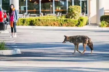 El Trágico Caso de Wendy: Un Coyote Urbano y la Lucha por la Reforma de la Rehabilitación de Fauna