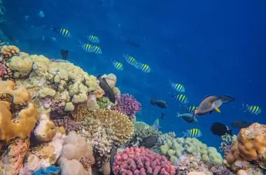 Migraciones marinas conectan ecosistemas y transportan carbono a profundidades oceánicas