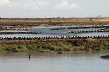 Marismas bajo la lupa: La resistencia del suelo y los límites de la vegetación frente a olas extremas