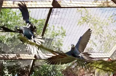 Desmantelada red de tráfico de fauna protegida en operación internacional