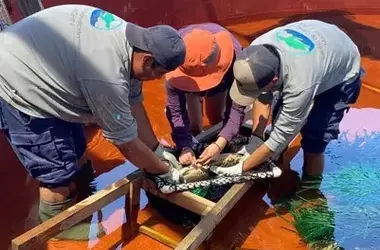 Éxito Reproductivo del Pejelagarto en Cautiverio: Un Hito para la Conservación en Guatemala