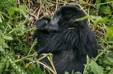 Celebran el Decimoséptimo Nacimiento de Gorila de Montaña en el Parque Nacional Virunga en 2026