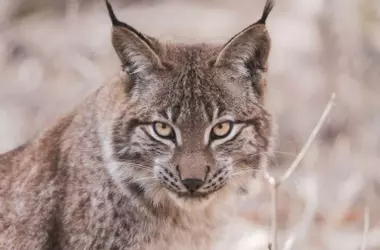 Portugal Invierte Millones en la Recuperación del Lince Ibérico