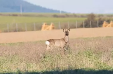 Piden la suspensión de monterías en zonas afectadas por incendios para proteger a la fauna en riesgo