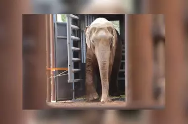 Sandro, el elefante asiático, inicia una nueva etapa de bienestar en Brasil