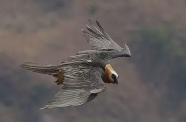Urgente llamada a la acción para salvar al quebrantahuesos del sur de África de la extinción