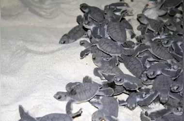 Estrategias de enfriamiento en viveros de tortugas marinas: un análisis crítico en Sabah