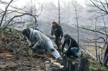 Esfuerzos de Reforestación en la Patagonia Argentina: Un Futuro Verde para Bosques Afectados por Incendios