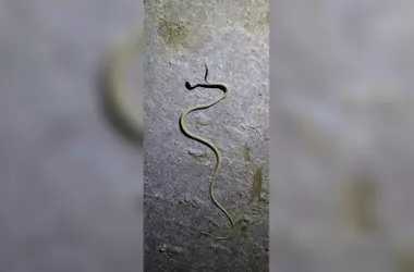 Redescubrimiento Centenario: La Serpiente de Arena Afroasiática Vuelve a Kutch