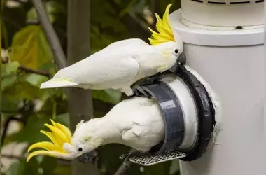 Iniciativa de Conservaci￳n en Hong Kong: Nidos con Cámara para Cacatúas de Cresta Amarilla