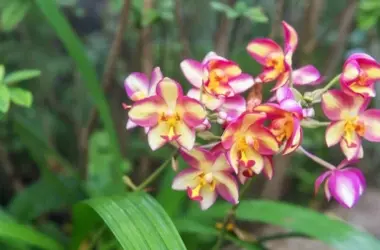Orquídeas de Estepona: Creando Sinfonías Bioeléctricas