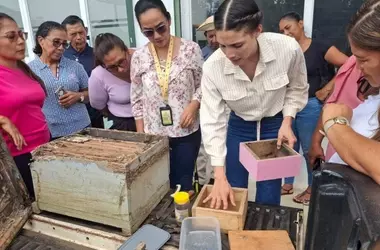 Panamá impulsa la meliponicultura como alternativa económica y ambiental