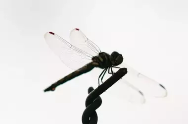 Descubrimiento Inesperado: La Libélula Orthetrum trinacria se Establece en Cataluña por Primera Vez
