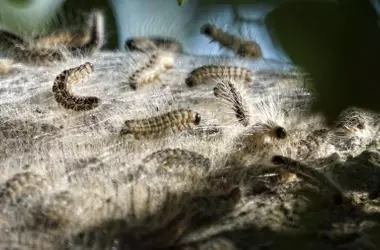 Identificación y Manejo de Plagas en Árboles Nativos: Una Guía Esencial