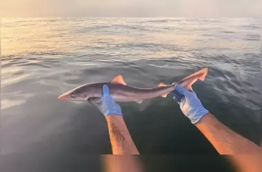 Avistamientos Inesperados: Atunes Rojos y Cazones en el Mar del Norte Belga