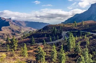 Detectadas 94 especies exóticas como amenaza para las Islas Canarias en la próxima década